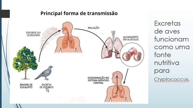 Micoses oportunistas - Criptococose смотреть онлайн
