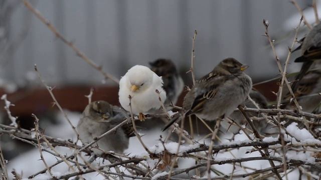 Сергей Жданов «СНЕЖОК» смотреть онлайн
