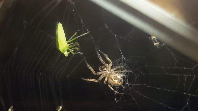 furrow vs chinavia halaris смотреть онлайн