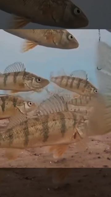 Поклевки окуней. #fishing #рыбалка #fish #подледная камера смотреть онлайн