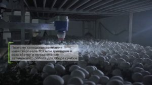 Как работает робот-сборщик грибов на автоматизированной сити-ферме
