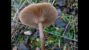 Pseudoclitocybe cyathiformis