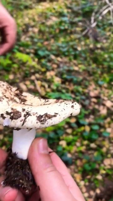 Нас выследил грибник