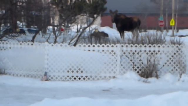 Дикие Лоси. Зоопарк на дом! Аляска, Анкоридж, США