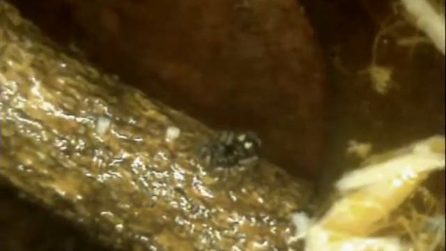 121201 - Cacao - 1000m - Pheidole, Pachycondyla, Salticidae смотреть онлайн