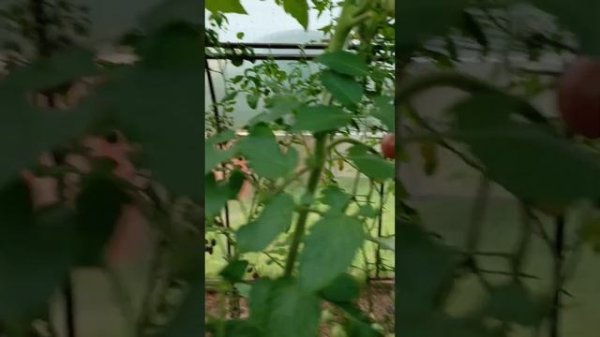 Обзор сортов томата 2024.