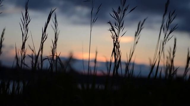 Grass Swaying | Blowing wind sounds | 2 hours to help focus, stress relief, relax, sleep better смотреть онлайн