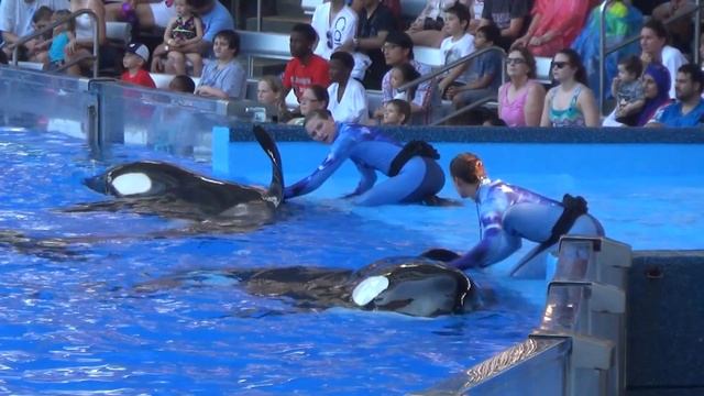 One Ocean (Full Show, With Tilikum) SeaWorld Orlando