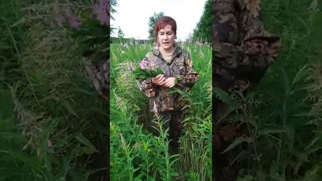 Польза Иван-Чая. Кипрей в Народной Медицине. смотреть онлайн