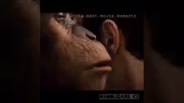 Обезьяна умнее меня ???😱 смотреть онлайн