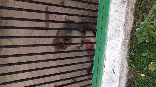 Обязана драчун смотреть онлайн