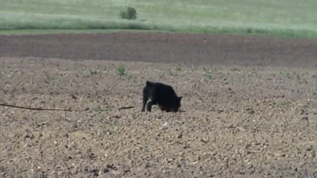 ризин.невский-12(а-56).MPG