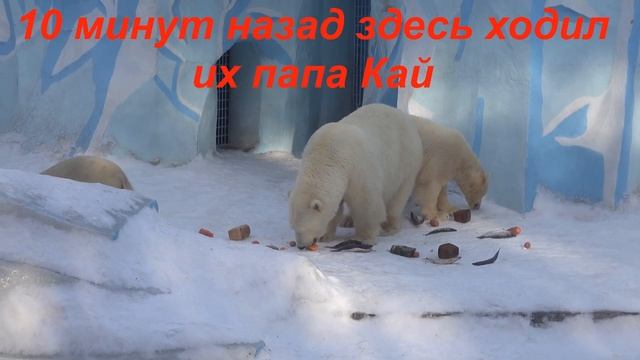 Медвежья семья завтракает. 27.03.2024 смотреть онлайн
