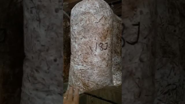 Strain And Temp Issues