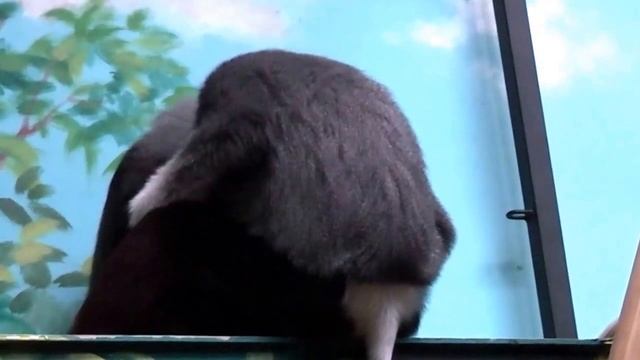 Langur Duk v Zoo Chleby смотреть онлайн