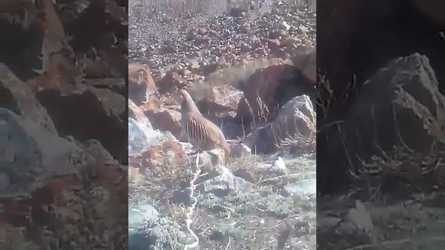 Чучаи шикори лахш каркенжа смотреть онлайн