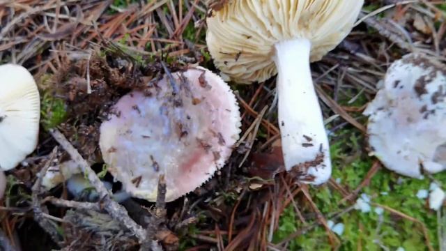 Russula Turci. Una Especie Tremendamente Variable...