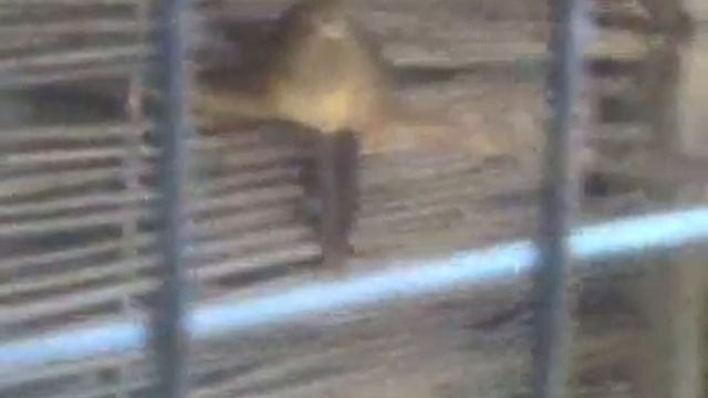 Видео0038.3gp смотреть онлайн