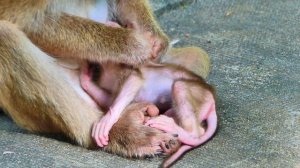 Super😭crying furiously adoring tiny baby monkey SABA when Mom pulls his milk out from the mouth