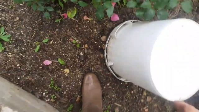 Укореняем черенки роз.Проспали все грибы. смотреть онлайн