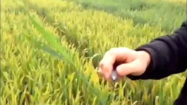 Septoria Blattdürre