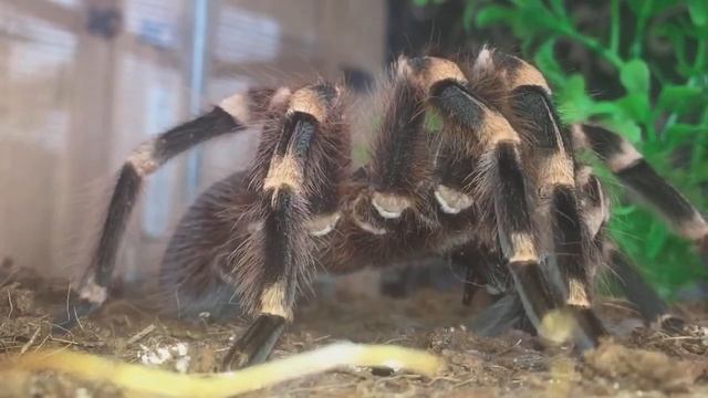 Adult Female Acanthoscurria Geniculata, Brazilian Giant White Knee. Takes Down A Large Black Cricke смотреть онлайн