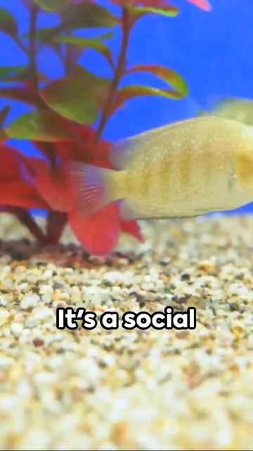 Glass Bloodfin Tetra: A Transparent Marvel #TransparentMarvel #AquaticBeauty #FishWonders смотреть онлайн