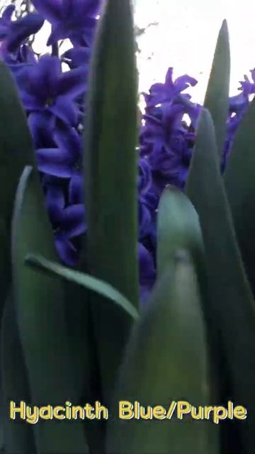 Hyacinth Blue/Purple смотреть онлайн