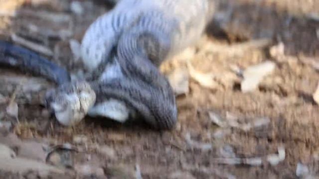 Python V Rabbit. The finale. смотреть онлайн