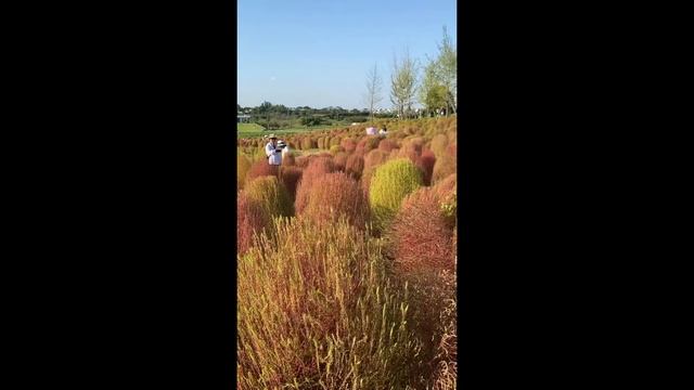 Kochia scoparia in Chengdu смотреть онлайн