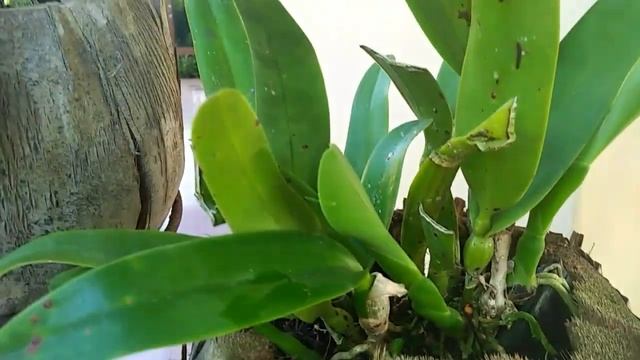 PAKAI INI!!....ANGGREK CATLEYA BERBUNGA смотреть онлайн