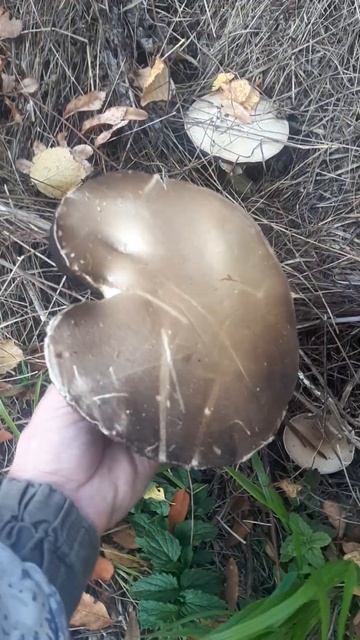 лесные шампиньоны смотреть онлайн