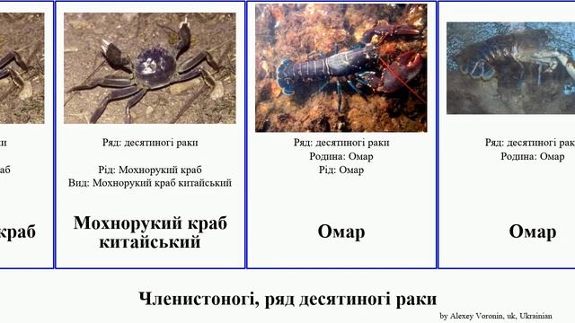 Членистоногі, ряд десятиногі раки краб кревет arthropoda Омар трав'яний Мохнорукий Шримс Річкові смотреть онлайн