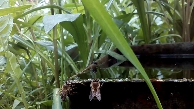 Пчелы на водопое смотреть онлайн