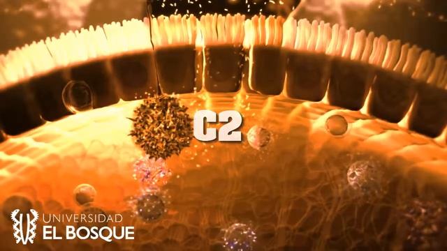 Sistema de complemento - candida albicans смотреть онлайн