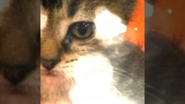 Наши малышки ищут семью🤗❤️присмотритесь к крошкам,будем рады подарить Вам пушистое счастье🥰 смотреть онлайн