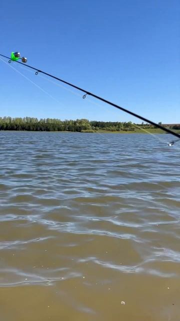 #спиннинг #рек #сазан #карась #2024 #fishing #carpfishing #рыбалка2024 #рыбалка #fish смотреть онлайн