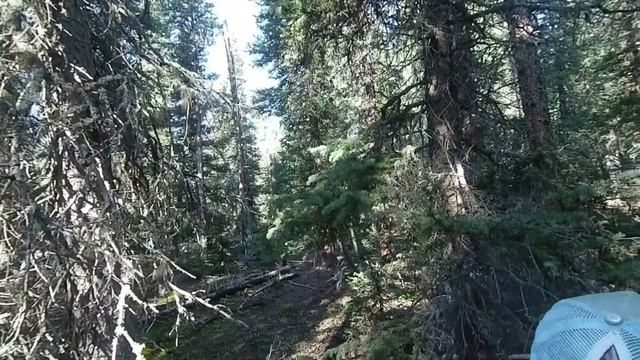 Поход за грибами \ FOREST MUSHROOM HUNTING 4 смотреть онлайн