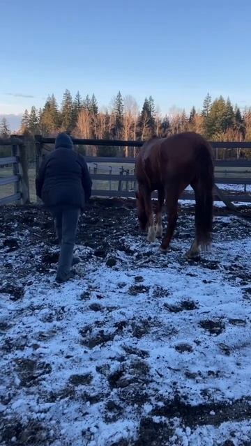 Partner walk at liberty is natural herd language to keep horse safe on the way to his favorite plac смотреть онлайн