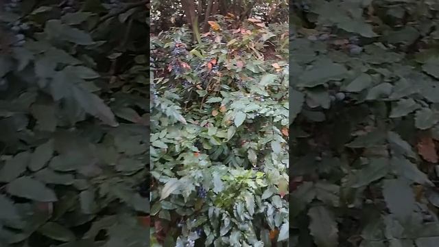 02.10.23 Гарний настрій, класна погода #київ #вечір #погода смотреть онлайн