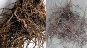 Как Микориза влияет на РАССАДУ И УРОЖАЙ. Что такое микориза. #микориза