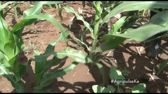 AGRI-PULSE Maize Crop Management Part 1