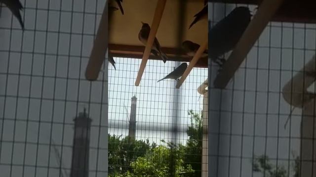 это звуки стимулируют ваше ленивый щеглов. смотреть онлайн