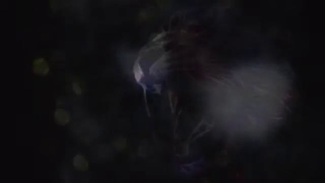 INTRO: AXEL EL LOBO AXEL EL PUMA смотреть онлайн
