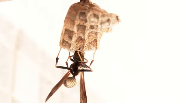 Wasp