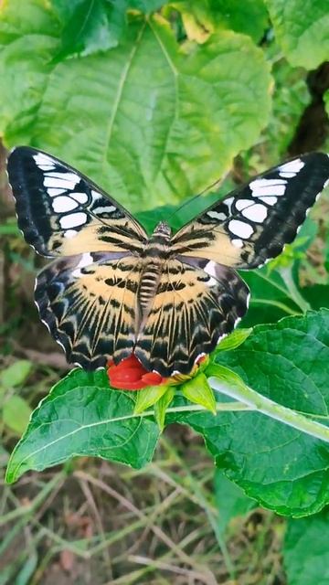 Clipper butterfly 🦋 смотреть онлайн
