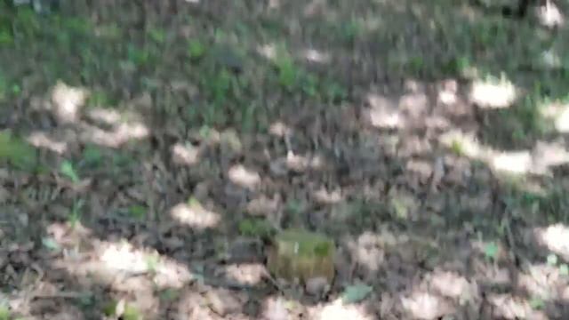 Spore Fungi than I can Count смотреть онлайн