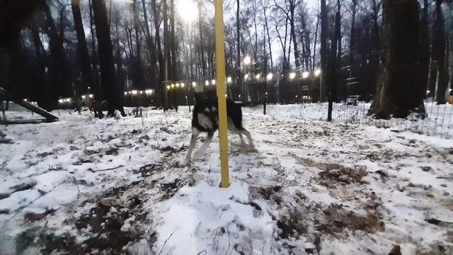 Видео-клип с дворняжкой Лаймой на дресс.площадке! смотреть онлайн