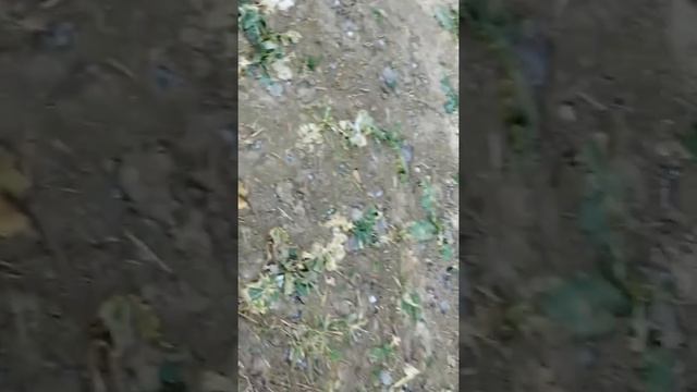 Рога оленя.. Маленачкі абломак! 2020) смотреть онлайн