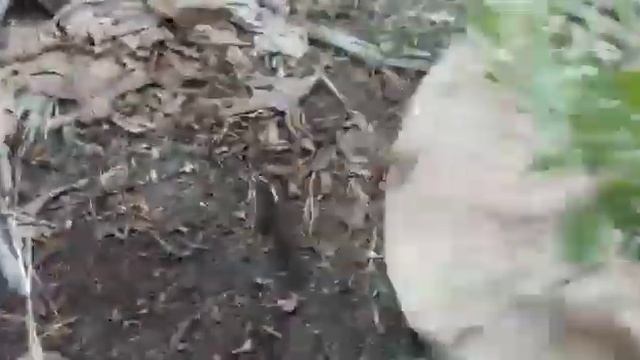 4058- बायोमास अच्छादन, केला खेती, Banana Farming, 70-30 kela kheti किसान पाठशाला BALRAM KISAN